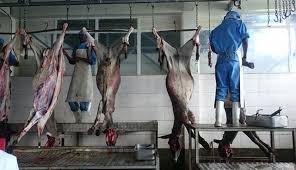 Is Donkey Meat Halal (Xalal) in Islam?