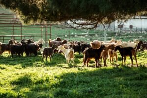 Goat Milk Advantages