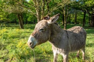 Donkey Milk: Nature’s Ancient Elixir Making a Modern Comeback